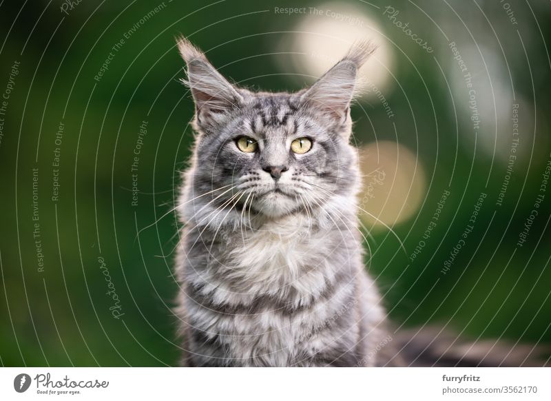 silver tabby Maine Coon Katze im Freien in der Natur mit Blick in die Kamera maine coon katze Langhaarige Katze Rassekatze Haustiere Fell fluffig katzenhaft