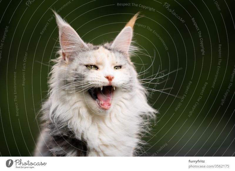 maine coon katze in der natur miaut Katze Langhaarige Katze Rassekatze Haustiere niedlich bezaubernd Fell fluffig katzenhaft schön weiß Textfreiraum Ein Tier