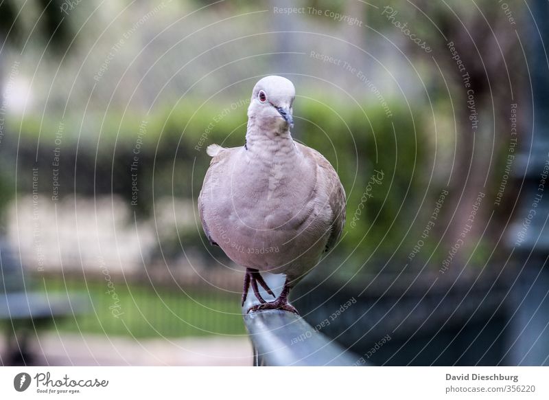 Taubenwalk Tier Vogel Tiergesicht 1 blau grün schwarz weiß laufen Laufsteg stolzieren Feder Geländer Park Farbfoto Außenaufnahme Menschenleer Tag Unschärfe