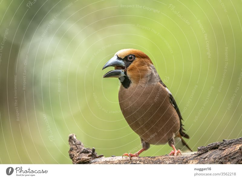 Kernbeißer auf Ast sitzend Singvogel Vogel Tier Außenaufnahme Farbfoto Natur 1 Tag Singvögel Wildtier Tierporträt Menschenleer Schwache Tiefenschärfe Umwelt