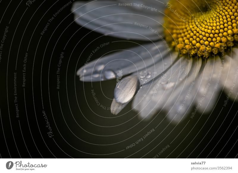 Regentropfen auf Margeritenblüte vor dunklem Hintergrund Blüte Blume Tropfen Pflanze Blütenblatt frisch Tau nass Makroaufnahme Wassertropfen Nahaufnahme