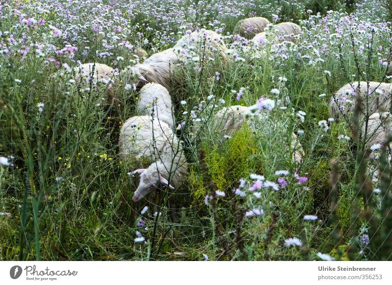 Lost in Vegetation Ferien & Urlaub & Reisen Tourismus Umwelt Natur Landschaft Pflanze Tier Frühling Blume Gras Sträucher Wildpflanze Wiese Insel Haustier