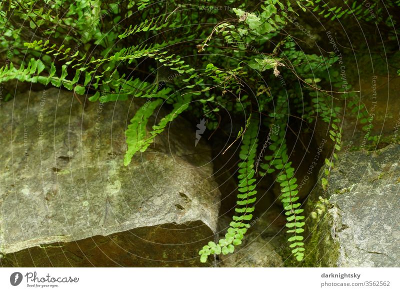 Farn Kraut in einem Felsen Umwelt Natur Stein grüne Pflanze Garten Farne Gefäßsporenpflanzen felsig steinig biotop Biologie Sommer gestein grauwacke Steinbruch