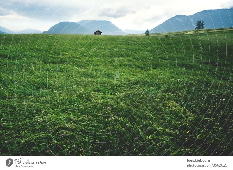 Verwehte Hochgraswiese in österreichischer Berglandschaft bei stürmischem Wetter, Mieminger Plateau, Tirol, Österreich Landschaft Alpen grün Sommer Unwetter