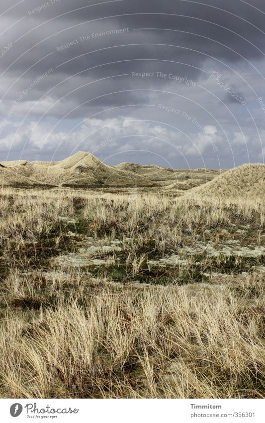 Vorwarnung. Ferien & Urlaub & Reisen Umwelt Natur Landschaft Wolken schlechtes Wetter Pflanze Dünengras Nordsee Dänemark bedrohlich dunkel natürlich grau