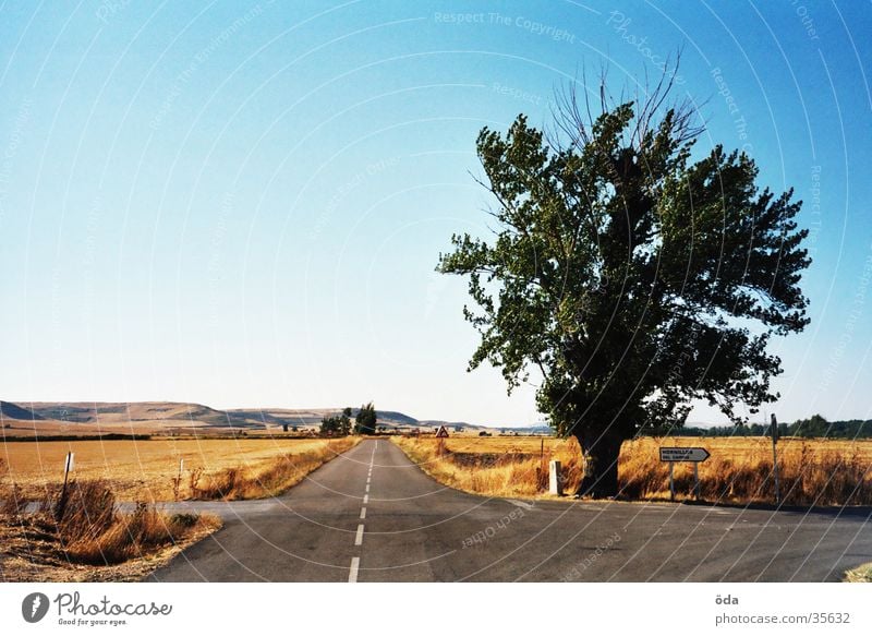 Baum in der spanischen Meseta Spanien Richtung Ödland Straße Natur Wege & Pfade Aussicht Jakobsweg