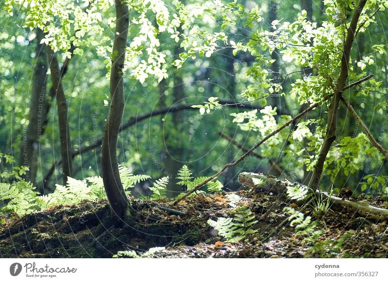 Im Licht Gesundheit Leben harmonisch Wohlgefühl Erholung ruhig Umwelt Natur Landschaft Sonnenlicht Frühling Sommer Schönes Wetter Baum Farn Wald einzigartig