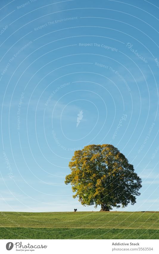 Blühender Baum auf der grünen Wiese in der Landschaft Feld hell Natur Blauer Himmel Blütezeit pulsierend einsam Umwelt Pflanze Sommer Frühling Wachstum Flora