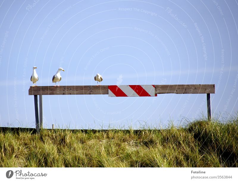 Die 3 Damen vom... Balken - oder 3 Möwen, die auf einer Absperrung sitzen Himmel Blauer Himmel blau Sommer Tag Außenaufnahme Menschenleer Schönes Wetter