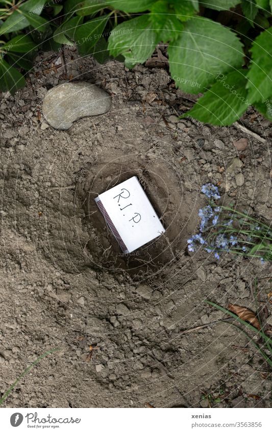 Streichholzschachtel mit Aufschrift R.I.P. liegt im Grab, ausgehoben in trockener Erde - hier ruht Günther ein Endler-Guppy RIP Abschiednahme Bestattung