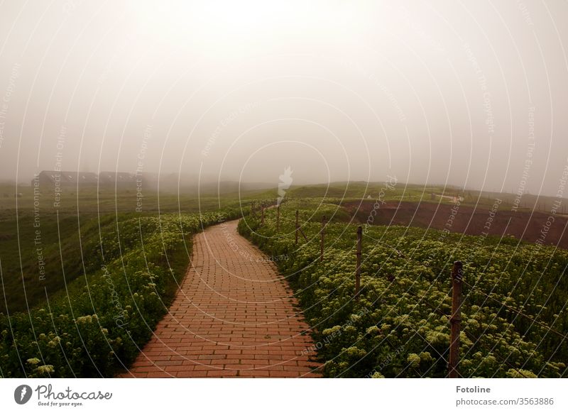 Ein Weg auf dem Oberland von der Insel Helgoland, der umsäumt von viel Grün in einen geheimnisvollen Nebel führt. Nordsee Außenaufnahme Farbfoto Menschenleer