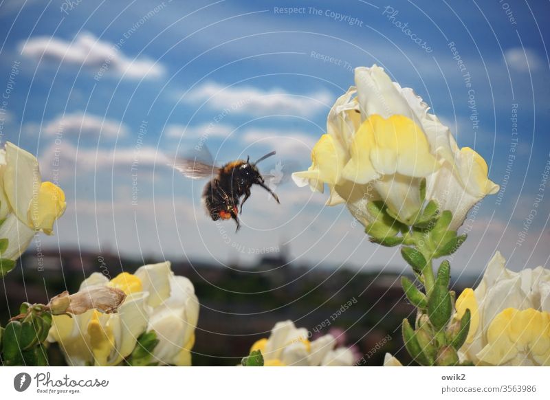 Flugwesen Hummel sammeln fliegen summen Blume Frühling fleißig Blüte Pflanze Tier Natur Farbfoto Außenaufnahme Insekt Sommer Menschenleer Garten Nahaufnahme