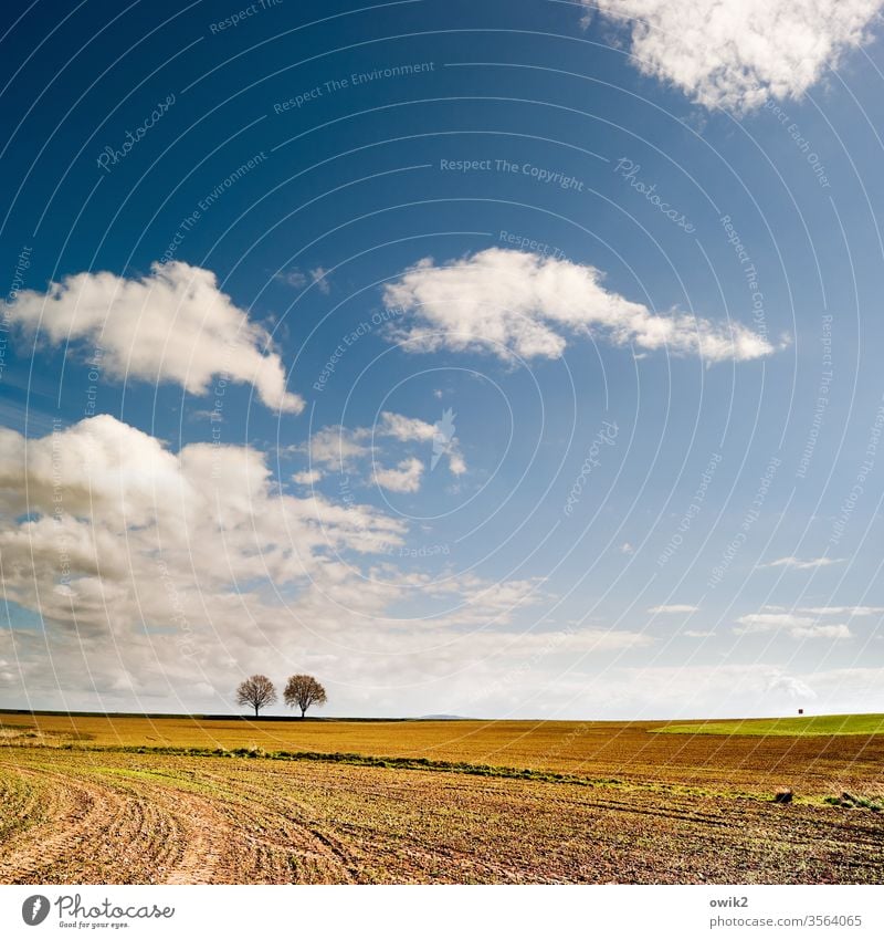 Weggefährten Bäume Paar zwei Identität Himmel Wolken Acker Feld Baum Landschaft Außenaufnahme Natur Umwelt