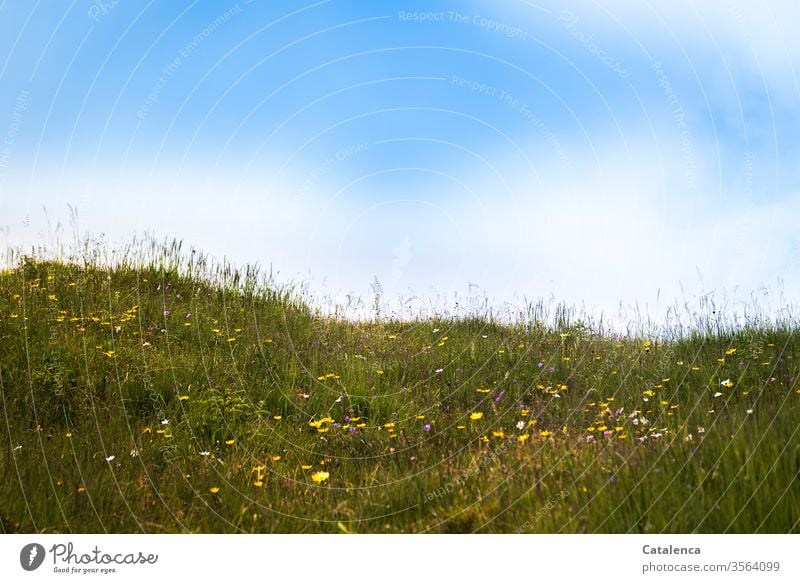 An einem Sommermorgen auf der Alm Flora Pflanze Gras Käuter Blume Blüte duften blühen wachsen Himmel Wolken schönes Wetter Grün Gelb Blau Wiese Blumenwiese