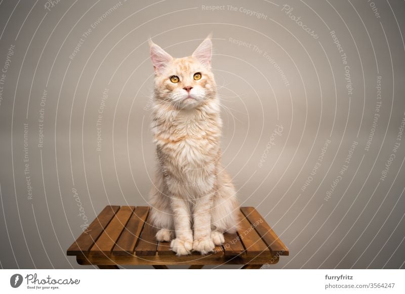 Maine Coon Katze auf Holztisch sitzend vor beigem Hintergrund Haustiere Rassekatze maine coon katze Ohrbüschel lang Quaste schön fluffig Fell katzenhaft Tisch