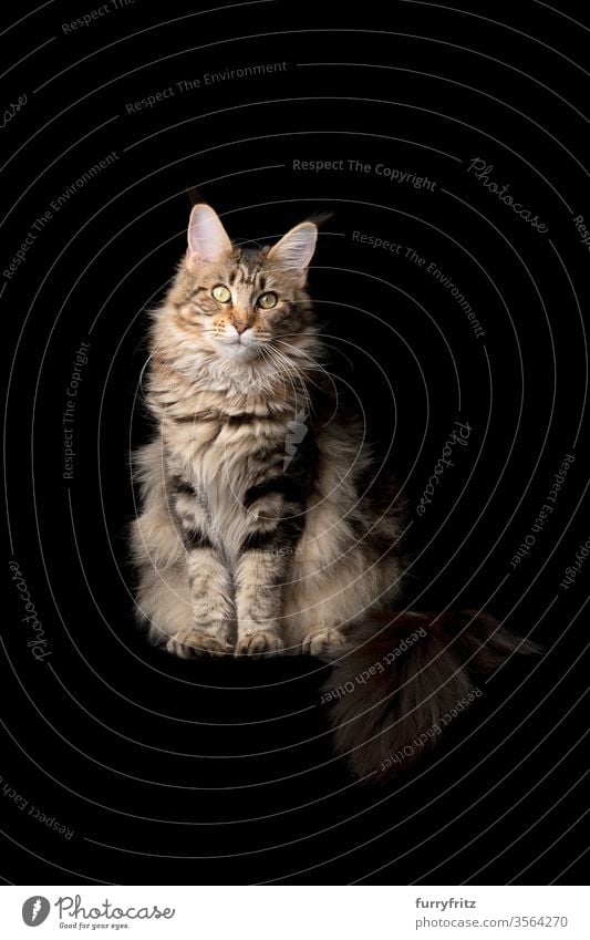 Studioporträt einer schönen Maine Coon-Katze mit flauschigem Schwanz, isoliert auf schwarzen Hintergrund Haustiere Rassekatze maine coon katze Ohrbüschel lang