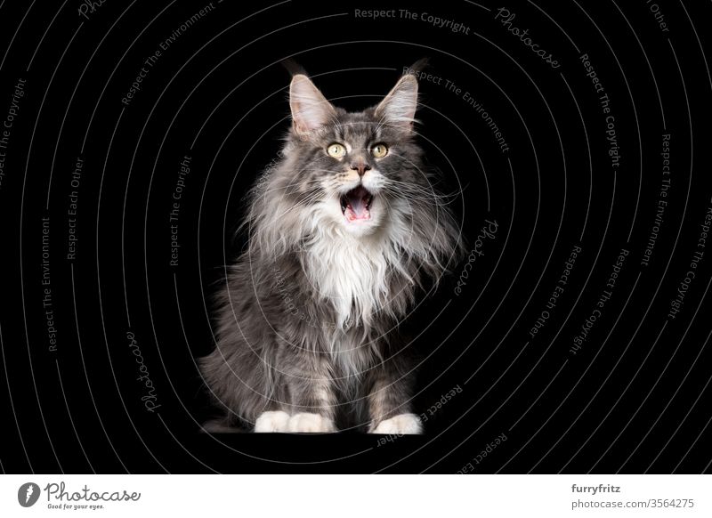 Studioporträt einer flauschigen blau weißen Maine Coon-Katze mit offenem Maul auf schwarzem hintergrund Haustiere Rassekatze maine coon katze Ohrbüschel lang