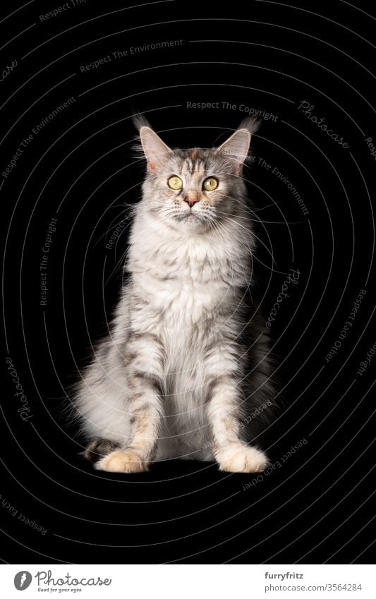 Studioporträt einer schönen Maine-Coon-Katze, die sitzend in die Kamera schaut, isoliert auf schwarzem Hintergrund Haustiere Rassekatze maine coon katze