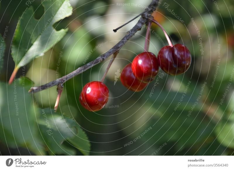 frisches Obst z.B. Kirschen | lebensnotwendig ernten lecker saftig süß rot Sommer sommerlich Früchte Frucht Lebensmittel Lebensfreude Süßkirschen Nahrung