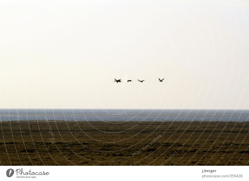 Abflug Ferien & Urlaub & Reisen Ferne Freiheit Sommerurlaub Natur Landschaft Pflanze Tier Urelemente Erde Wasser Himmel Wolkenloser Himmel Horizont Herbst Küste