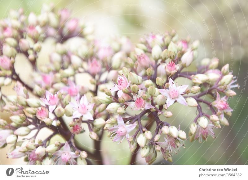 Blüten der Fetthenne  / Sedum / Orpine / Stonecrop Fette Henne Pflanze Natur Staude Gartenpflanze Insektennährpflanze Dickblattgewächse Blütenknospen blühend