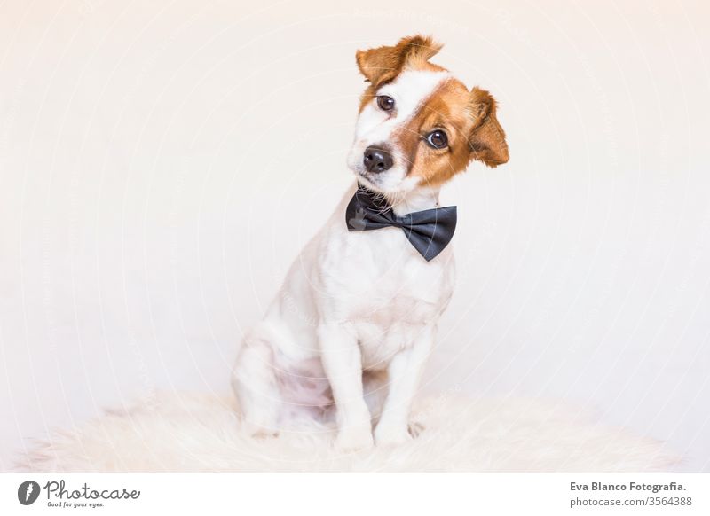 süßer junger Hund über weißem Hintergrund, der eine Fliege trägt und in die Kamera schaut. Konzept der Liebe zu Tieren Welpe bowtie weißer Hintergrund klein