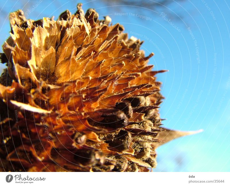 vergangen Sonnenblume welk Blume verblüht dünn