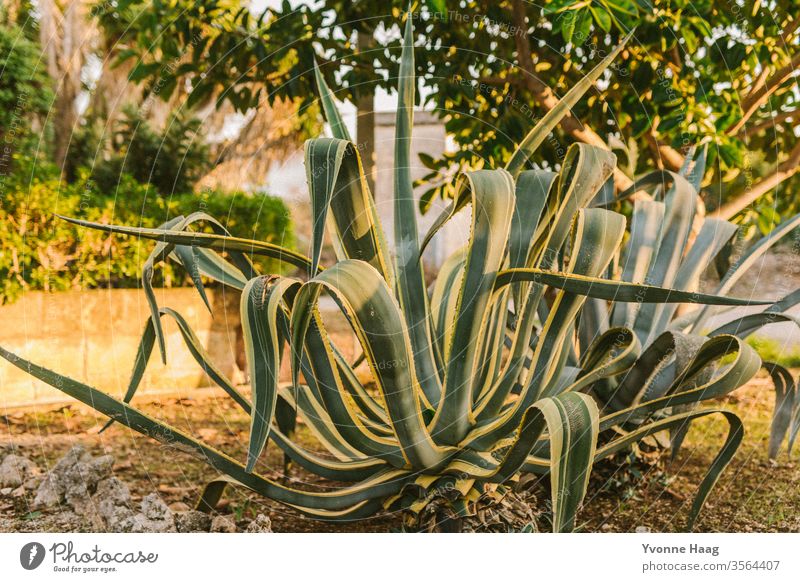 Aloe Vera Himmel Küste Wolken Farbfoto Natur Wind Außenaufnahme Landschaft Wasser schlechtes Wetter Klima Umwelt Urelemente Tag Luft Regen Klimawandel Insel