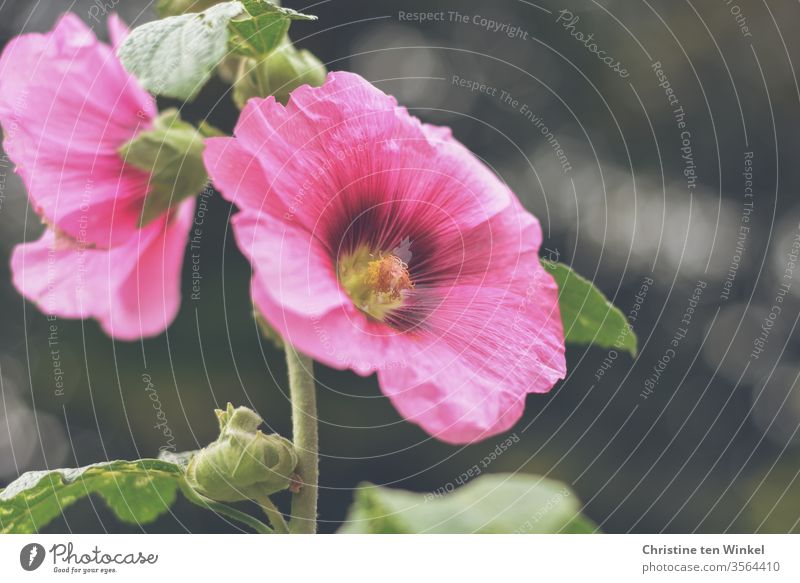 Pink Blüten einer Stockrose / Alcea rosea vor dunklem Hintergrund gewöhnliche Stockrose Stockmalve Bauernrose Garten-Stockrose Pflanze Malvengewächse Natur