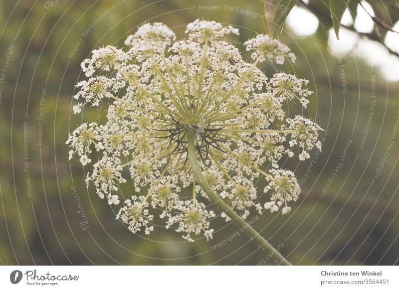 Blütendolde einer Wilden Möhre aus der Perspektive der Möhre Wilde Möhre Doldenblüte Doldenblütler Pflanze Wildpflanze Natur Umwelt Insektenschutz Sommer Blume