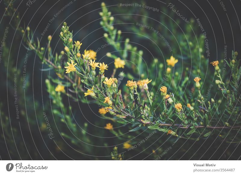 Detail von dünnen Zweigen mit kleinen gelben Blüten Ast Pflanze Blume Blütezeit Garten grün Flora frisch Botanik Wachstum hell organisch zerbrechlich natürlich