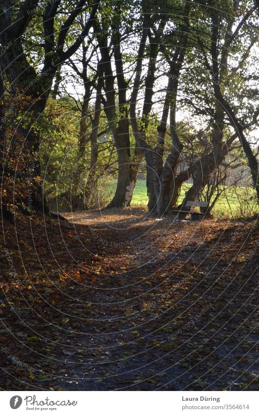 Waldweg bei Sonnenlicht mit Bank Lieblingsplatz Ausflug idyllisch Frieden natürlich Zufriedenheit Augenblick Moment genießen Pause im Freien Idylle