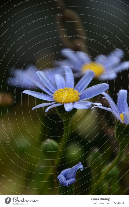 Blaue Blüten mit gelbem Zentrum Nahaufnahme stilvoll Blumen Ruhe Frühlingsgefühle fokus aufwachen Design romantisch schön Dekoration & Verzierung Stil elegant