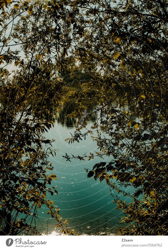 Seeufer seeufer sommer wasser weiher baden sonne spiegelung Reflektion gebüsch sträucher natur landschaft umwelt Nachhaltigkeit glitzern blau türkis natürlich