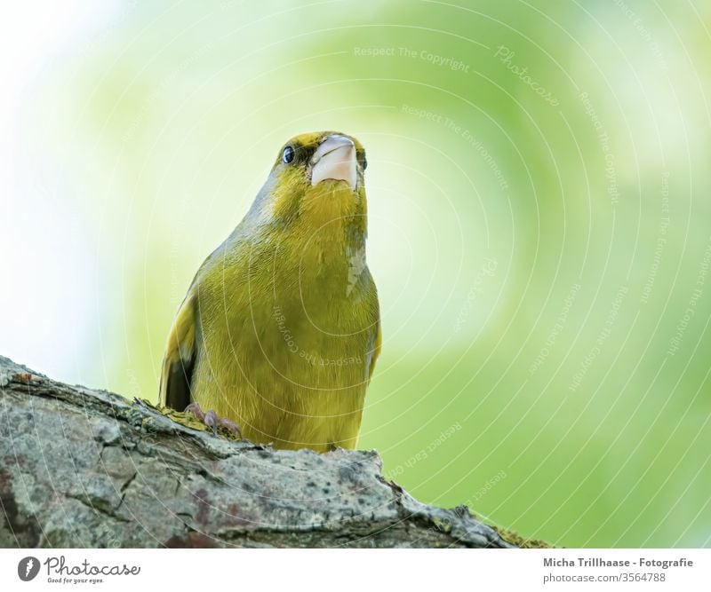 Aufmerksamer Grünfink Chloris chloris Kopf Schnabel Auge Flügel Vogel Singvogel Wildvogel Federn Gefieder Beine Krallen Tier Wildtier Natur Sonnenschein