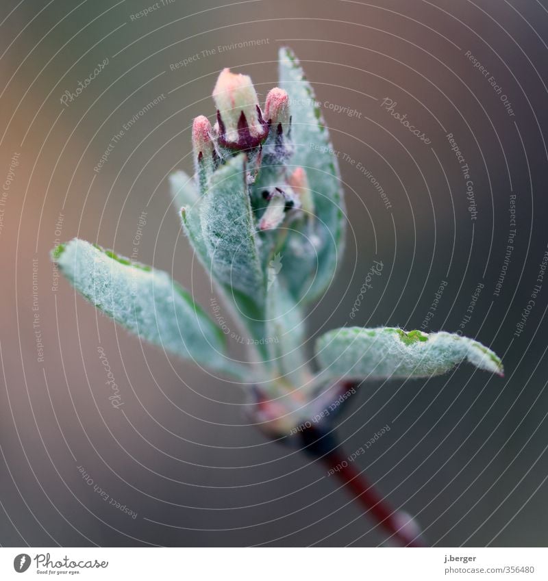 Grünzeug Umwelt Natur Pflanze Frühling Blatt Blüte Grünpflanze Wildpflanze Wachstum mehrfarbig grün rosa Farbfoto Gedeckte Farben Außenaufnahme Nahaufnahme