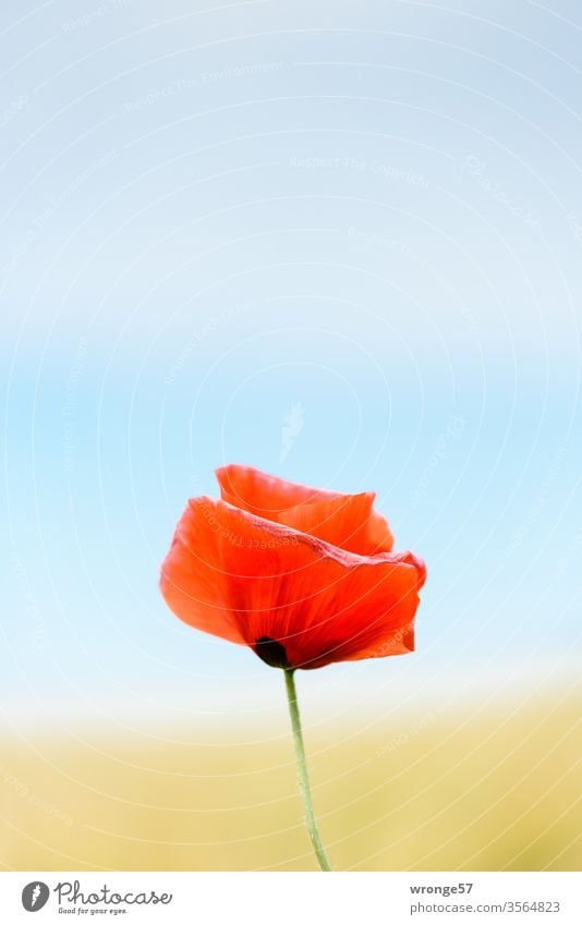 Pfingst-Mohn-Tag Mohnblüte solitär bunt geringe Schärfentiefe Pflanze Natur Farbfoto Außenaufnahme Menschenleer Schwache Tiefenschärfe Nahaufnahme Blühend