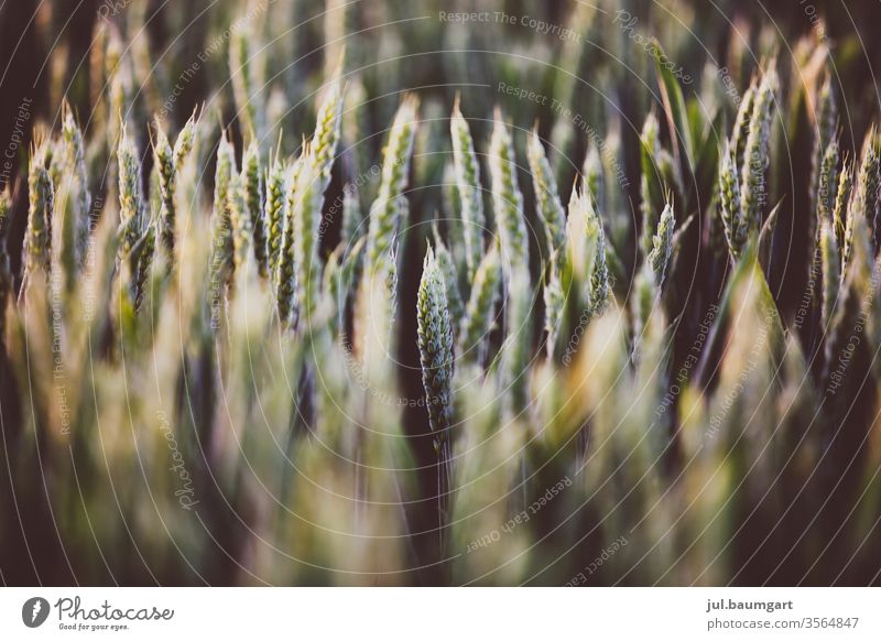 Felder Natur Getreide Korn Struktur