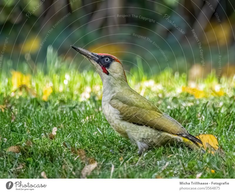 Grünspecht auf der Wiese Picus viridis Specht Tiergesicht Auge Schnabel Feder Flügel Vogel Wildtier beobachten Blick leuchten nah Gras Sonne Sonnenschein