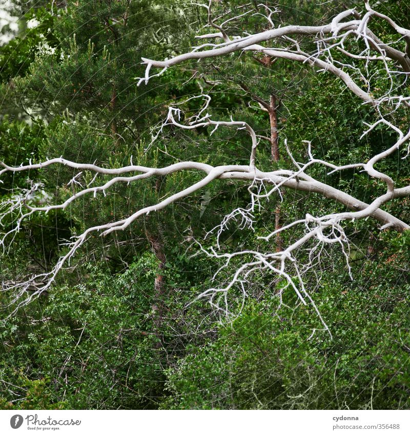 Verästelungen harmonisch Umwelt Natur Sommer Baum Wald ästhetisch Partnerschaft einzigartig Ende Farbe Freiheit Leben Misserfolg nachhaltig skurril Tod