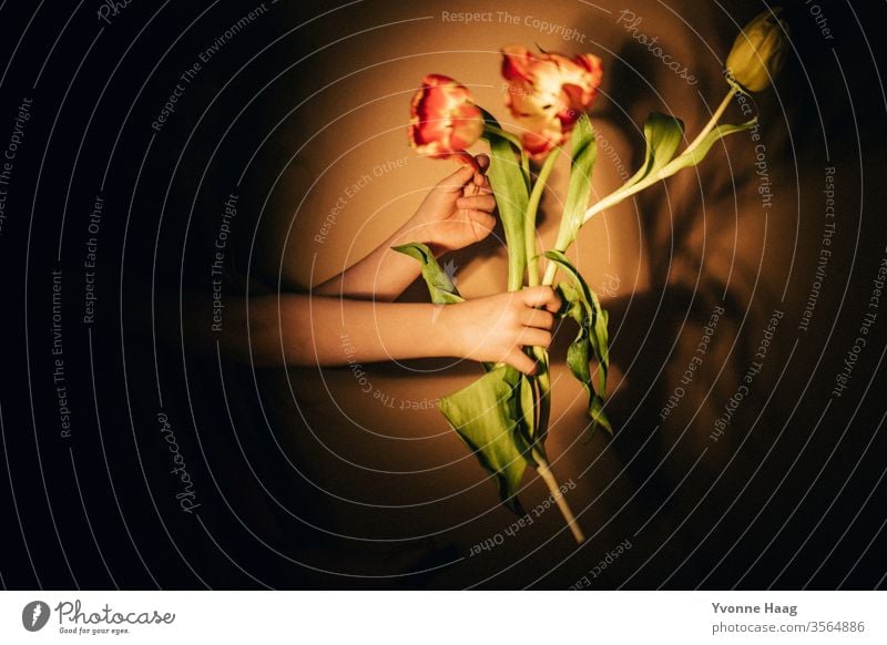 Tulpen in der Hand Blumenstrauß Tulpenblüte Frühling Blüte Pflanze Farbfoto grün Blühend Innenaufnahme Hände haltend Blatt Schatten Schattenspiel