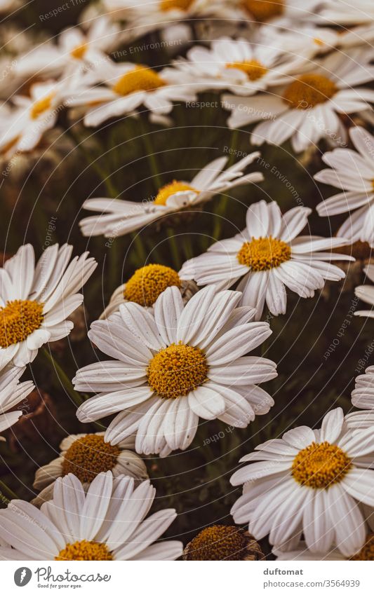 Ein Meer von Margeriten margeriten Natur Blume Balkon Pflanze Wachstum Sommer Schönheit Makroaufnahme Blüte Blühend Duft Hintergrund Schwache Tiefenschärfe