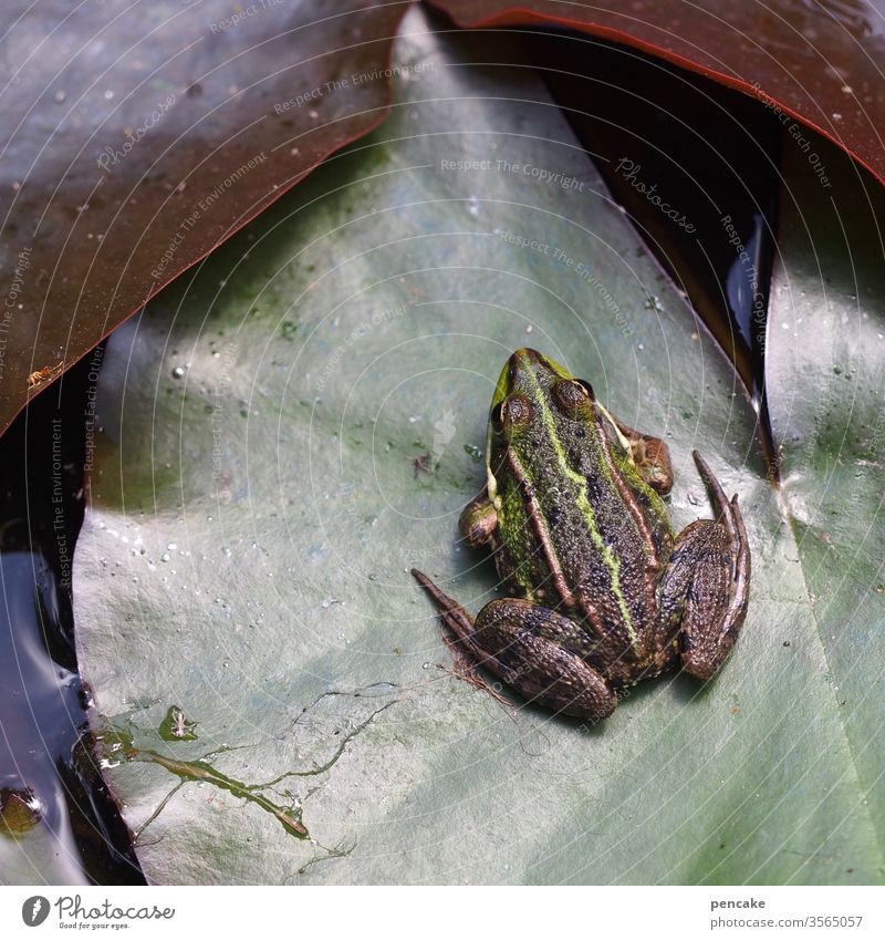 aussitzen Frosch Seerose Seerosenblatt Teich Wasser Sonnenschein Garten Natur Lebewesen Detailaufnahme Grün Außenaufnahme Farbfoto Blatt Umwelt Nahaufnahme