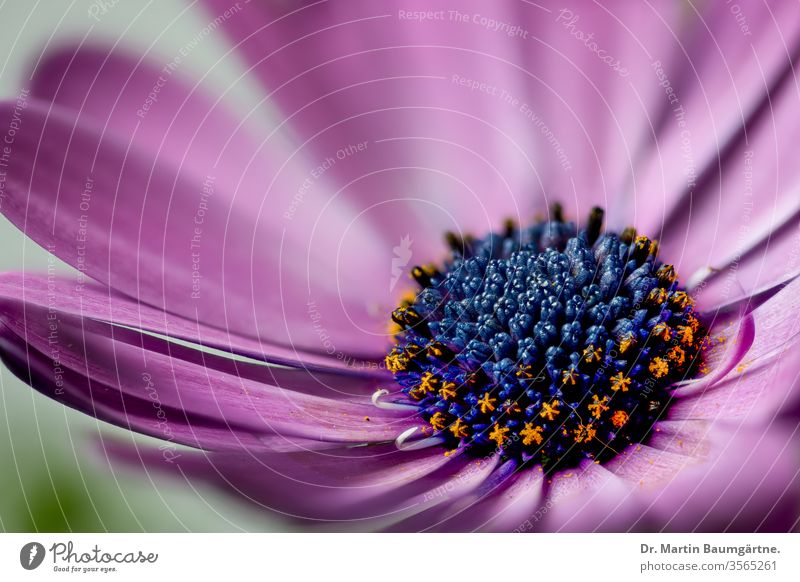 Osteospermum ecklonis aus Uitenhage (Südafrika) dimorphotheca ecklonis Kap Marguerite Van Stadens Flussgänseblümchen Sonntags Flussgänseblümchen