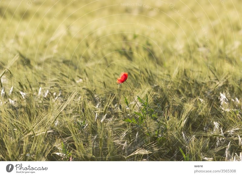 Blühender Klatschmohn in einem reifenden Weizenfeld blüht landwirtschaftliche Fläche Ackerbau Überstrahlung Textfreiraum Kornfeld Landwirt Landwirtschaft