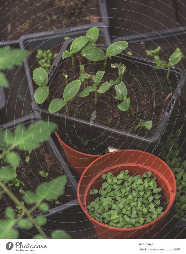 Neues Hobby vegetarisch vegan Vegane Ernährung Küche Essen zubereiten Natur Garten natürlich hausgemacht botanisch Gartenarbeit wachsend Wachstum organisch