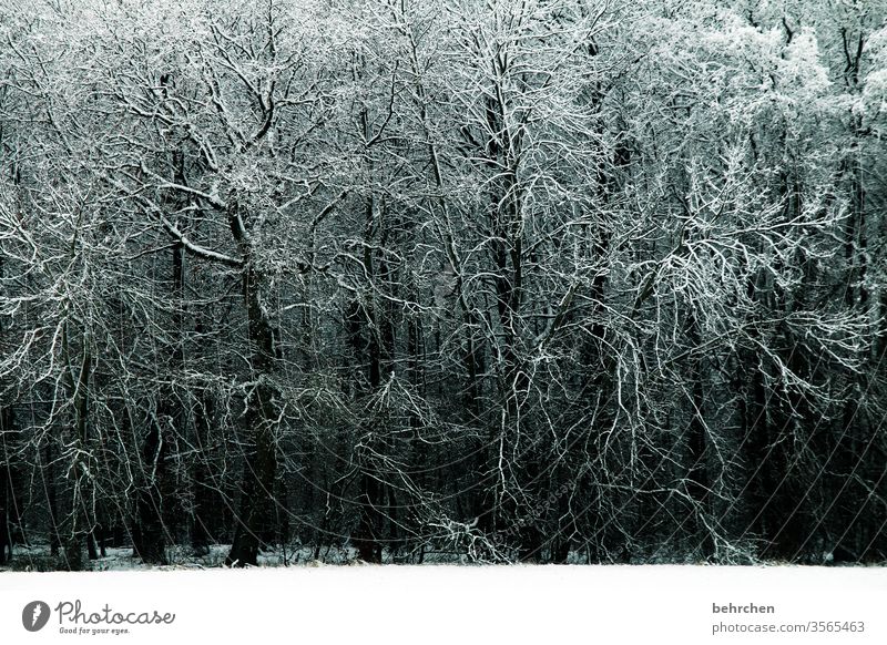 verzweigt Zweige u. Äste ruhig Winterwald Winterstimmung Märchenhaft Wintertag Winterspaziergang geheimnisvoll Märchenwald Nebel Menschenleer Raureif