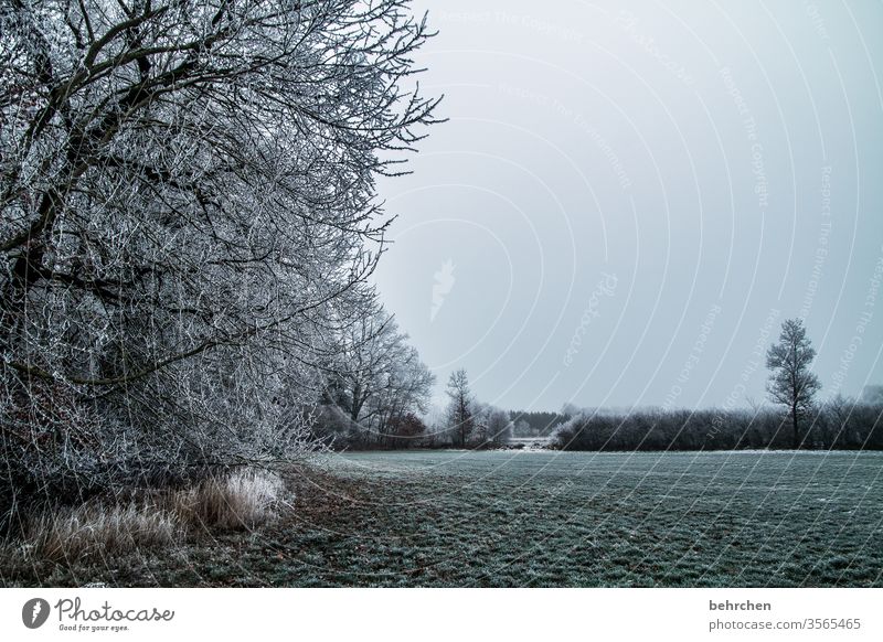 wenn die zeit friert Farbfoto Äste und Zweige mystisch Klima traumhaft träumen idyllisch verträumt schön Märchenwald geheimnisvoll Nebel Schneedecke