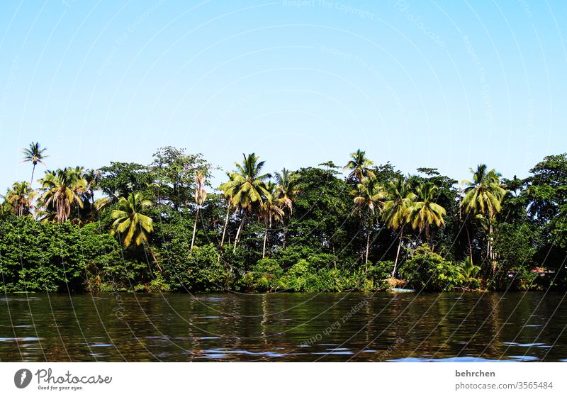 unterwegs sein Wasser besonders Urwald Palme Flussufer exotisch Karibik fantastisch außergewöhnlich Fernweh Ferne Freiheit Tourismus Ausflug Abenteuer