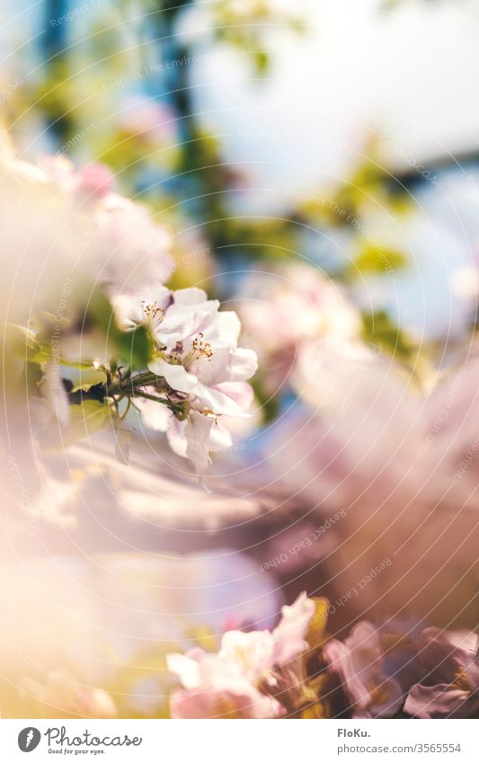 Apfelblüte im Sonnenlicht mit schwacher Tiefenschärfe Natur Apfelbaum Frühling Blüte Pflanze Blühend weiß Außenaufnahme Baum Farbfoto grün Schönes Wetter